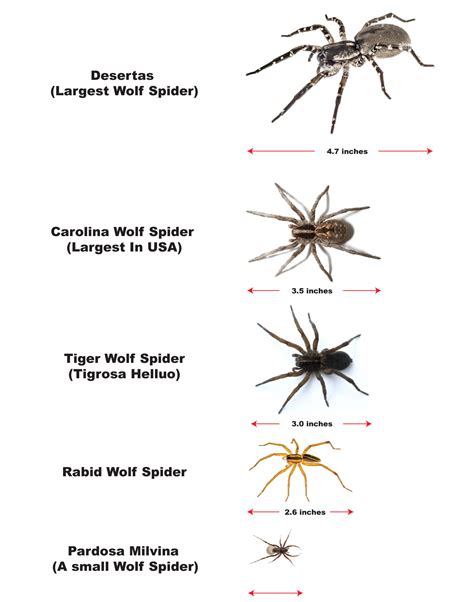 Wolf Spider Size Comparison
