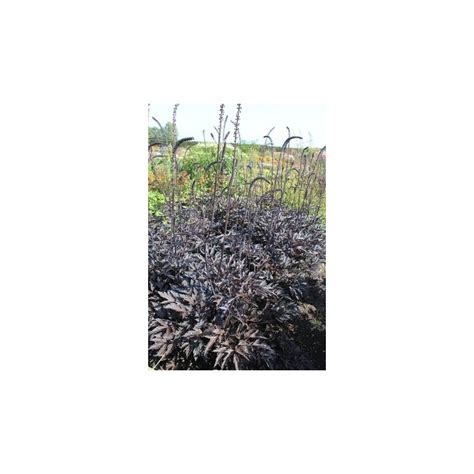 Cimicifuga Simplex Black Negligee Plante Vivace