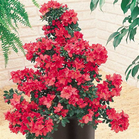 Buy Azalea Dwarf Diamond Japanese Collection J Parker Dutch Bulbs