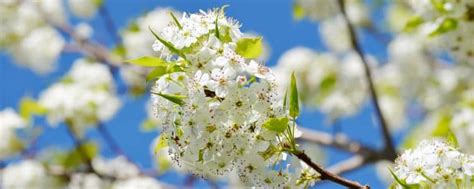 An ideal street tree, it flowers a bit later and blooms better than 'bradford'. Pleached Ornamental Pear Trees - Pyrus Calleryana ...