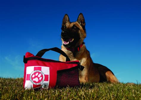 8 Essentials For Any Diy Dog First Aid Kit Healthy Paws Pet Insurance