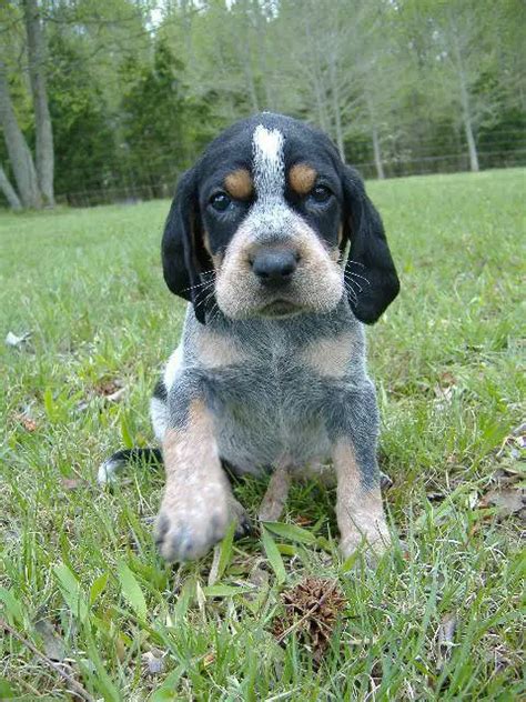 Are Bluetick Coonhounds Good Pets