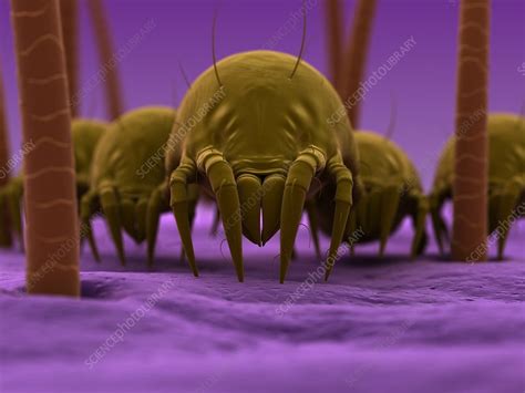Dust Mites Artwork Stock Image F0041318 Science Photo Library