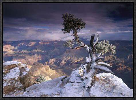 Global Gallery South Rim Of Grand Canyon With A Dusting Of