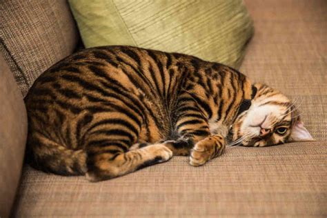 These cats resemble a tiger, of course, a mini version. Toyger cat, Cat Breeds informations - Full Of Cats