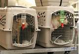 Images of United Airlines Pet Crate Requirements