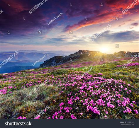 Magic Pink Rhododendron Flowers On Summer Stock Photo 129821183