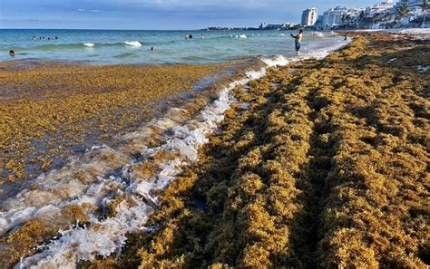 giant seaweed blob could carry dangerous bacteria scientific american