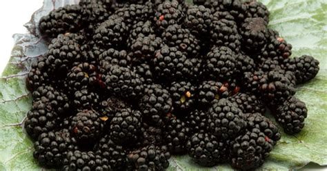 Raspberries and blackberries grow a little differently than other common berries. Can You Grow Blackberries From Seed? | eHow UK