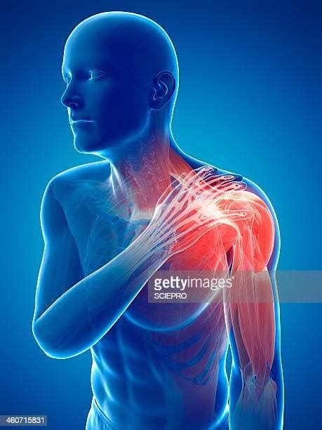 Shoulder Muscles Photos And Premium High Res Pictures Getty Images