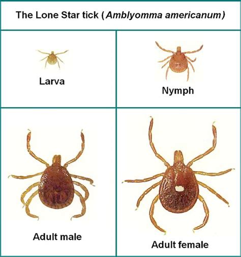 Southern Tick Associated Rash Illness Stari American Lyme Disease