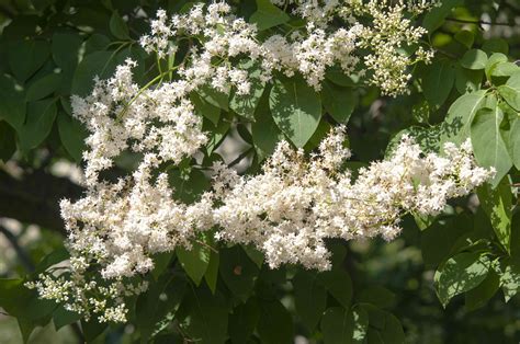 Japanese Lilac Tree Care And Growing Guide