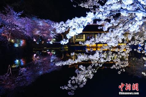 Night Scene Of Cherry Blossoms In Wuxi A Great Attraction19