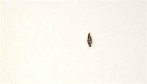 16 Tiny Bugs On Walls And Ceiling That You Must Get Rid Of