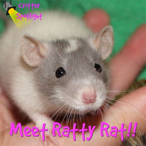 Meet Ratty Rat The Misadventures Of A Homesteadin Mama