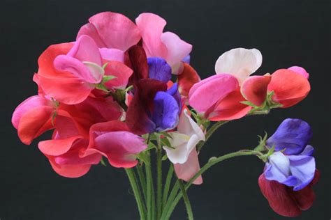 Buy Sweet Pea Flower Seeds Online In India From Vitri Greens