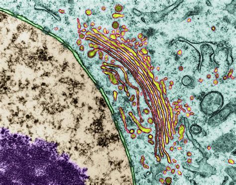 Golgi Apparatus And Nucleus Photograph By Dennis Kunkel Microscopy Science Photo Library