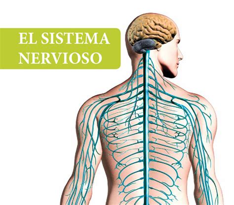 Sistema Nervioso Nervioso Toma De Decisiones Porn Sex Picture