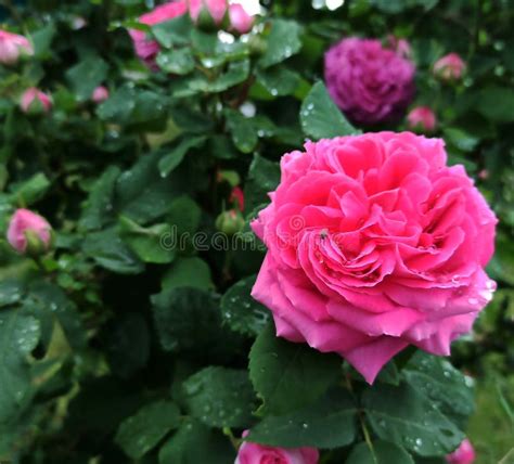 Pink Roses Blooming In The Garden Stock Photo Image Of Floral Garden