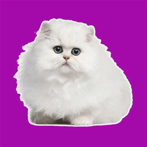 Rüyada Beyaz Kedi Görmek Ne Anlama Gelir?