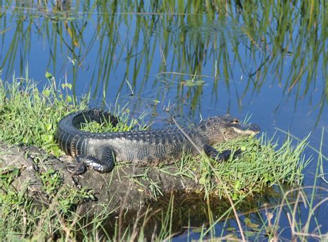 Orlando Wetlands Alligators Florida Wildlife And Nature Photography Forum