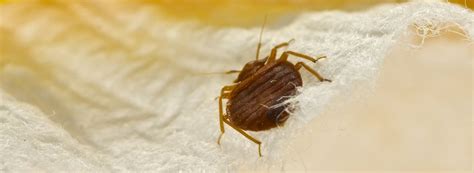 For these reasons, rove pest control uses the most proactive, precise and innovative resources to combat any and all bed bug issues. How to Get Rid of Bed Bugs | Rentokil Initial China Pest ...
