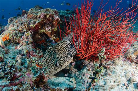 Five Unusual Sea Creatures You Will Find In Indonesia Ultimate Dive