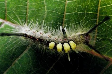 Caterpillar Identification Guide 40 Species With Photos And