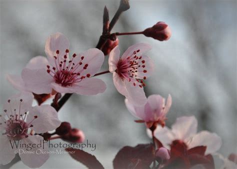 Plum Blossom Floral Photography Pink Nature By Wingedphotography Pink