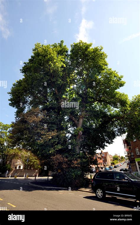 Dutch Elm Disease Uk Hi Res Stock Photography And Images Alamy