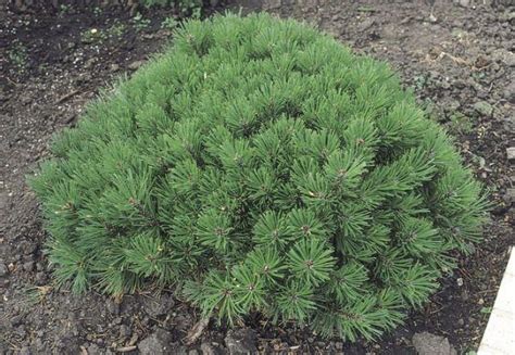 Dwarf Mugo Pine Mugo Pine Evergreen Shrubs Shrubs