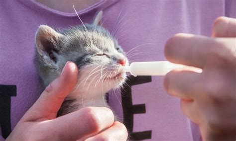 How To Syringe Feed A Cat Waldos Friends