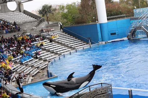 Seaworld Orlando Announces The Mysterious Death Of 30 Year Old Orca Kayla