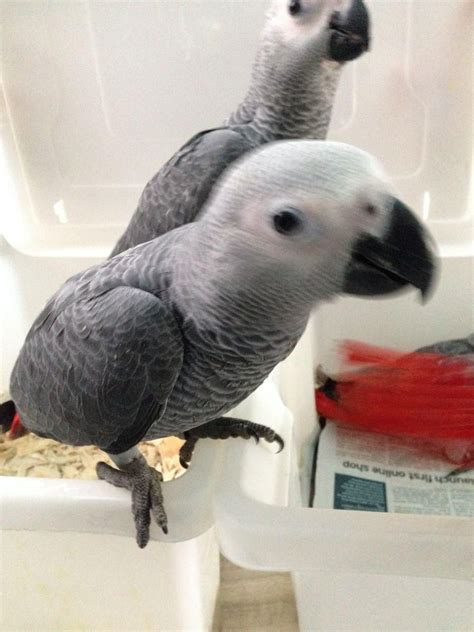 Baby African Grey Parrots Available Now Contact Us Parrotbreeders44