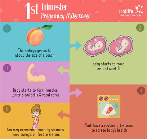 1st Trimester Pregnancy Milestones Infographics
