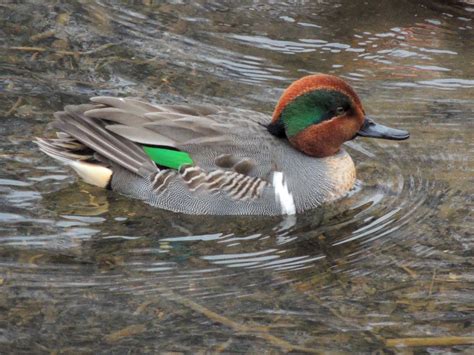 Green Winged Teal Hendrie Valley 23 Dec 2015 2 My Bird Of The Day