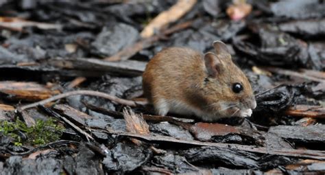Rambles With A Camera My Little Garden Wood Mouse Is Very Active In