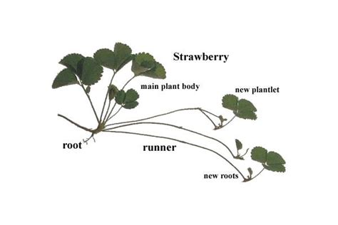 How To Grow Sweet Strawberries Readers Digest