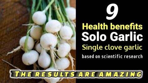 9 Health Benefits Of Solo Garlic Or Single Clove Garlic Based On