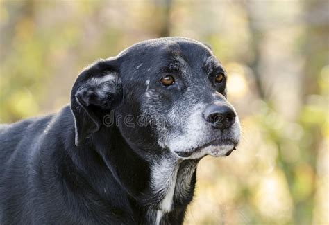 If you've noticed that the hair on your head isn't quite as thick as it ultrax labs hair surge stimulating shampoo. Senior Black Labrador Retriever Dog With Gray Muzzle Stock ...