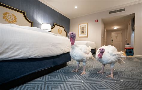 turkeys put up at luxury washington dc hotel eye trump s thanksgiving pardon global times