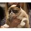 Grumpy Cat Mania Grips Toronto’s Eaton Centre  Toronto Star