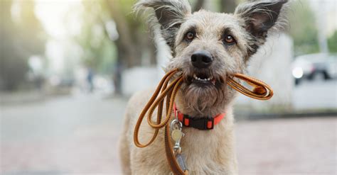 Ils sont vraiment différents et apportent un vrai plus en proposant des articles au style raffiné et vraiment bien confectionnés. Meilleure laisse pour chien
