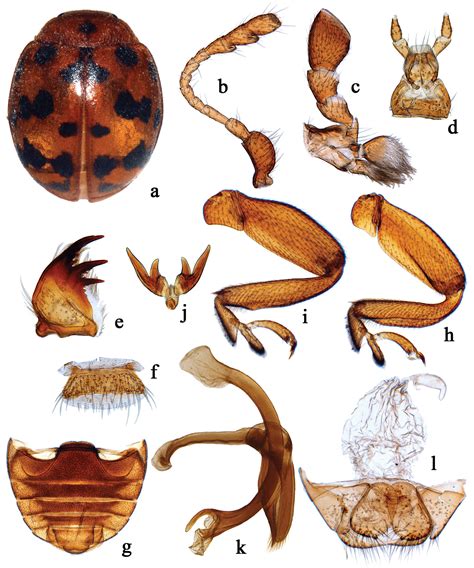 A New Species And First Record Of The Genus Cynegetis Chevrolat