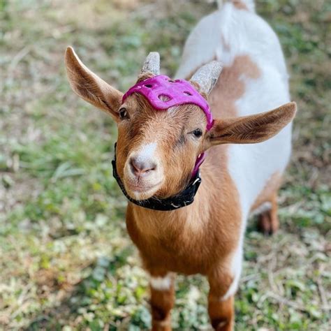 Support — Goats Of Anarchy