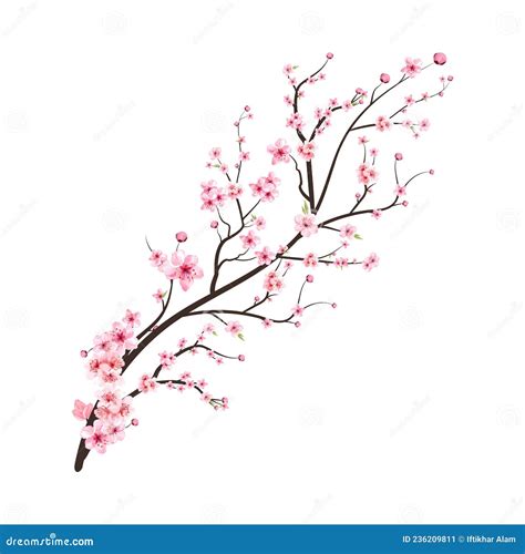 Cherry Blossom Branch With Pink Sakura Flower Vector Realistic Cherry Blossom Branch Japanese