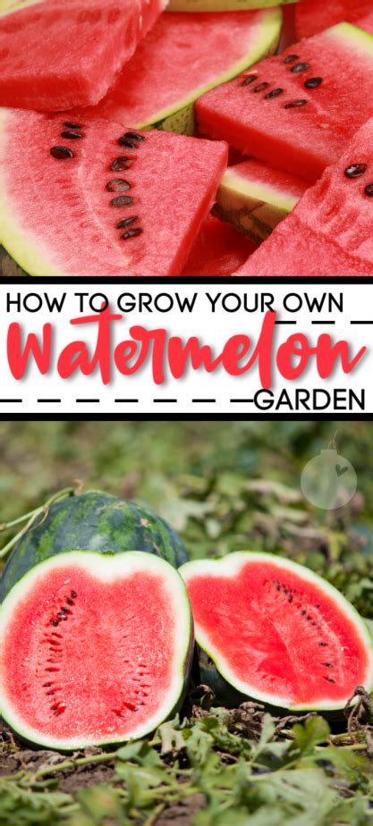 How To Grow Watermelons How To Grow Watermelon Watermelon Gardening Tips