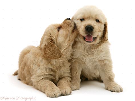 Dogs Golden Retriever Pups Kissing Photo Wp13778