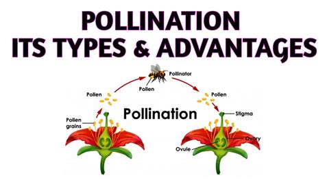 Pollination In Plants Types Advantages And Disadvantages In 2020 Images
