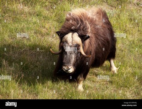 Male Bull Musk Ox Stock Photo Alamy